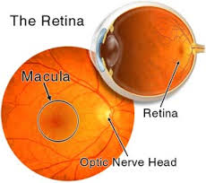 retinal anatomy