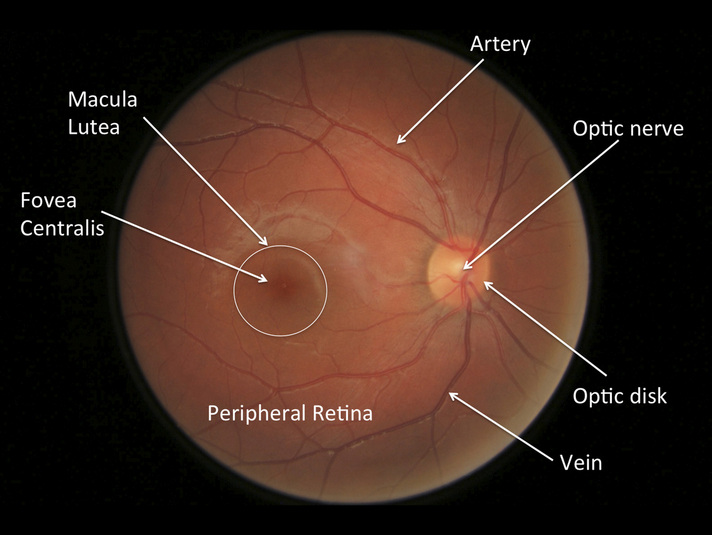 Retinal Anatomy