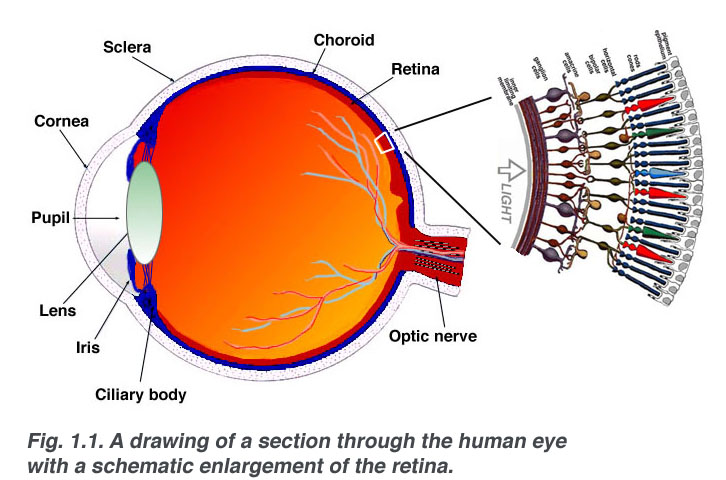 Retinal Anatomy webvision.med.utah.edu